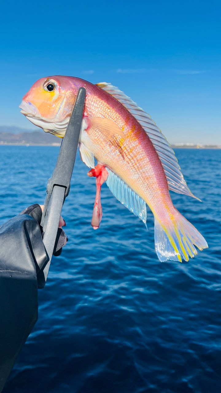 やっぱりアジが好き🐈さんの釣果 2枚目の画像