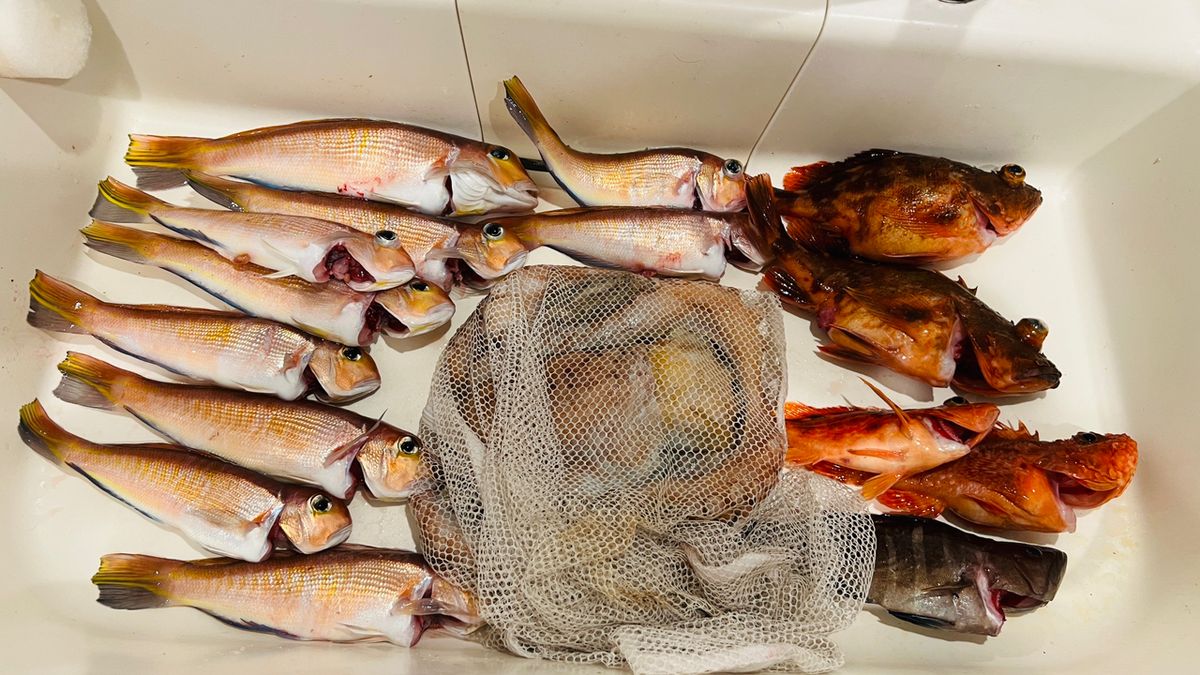 やっぱりアジが好き🐈さんの釣果 3枚目の画像