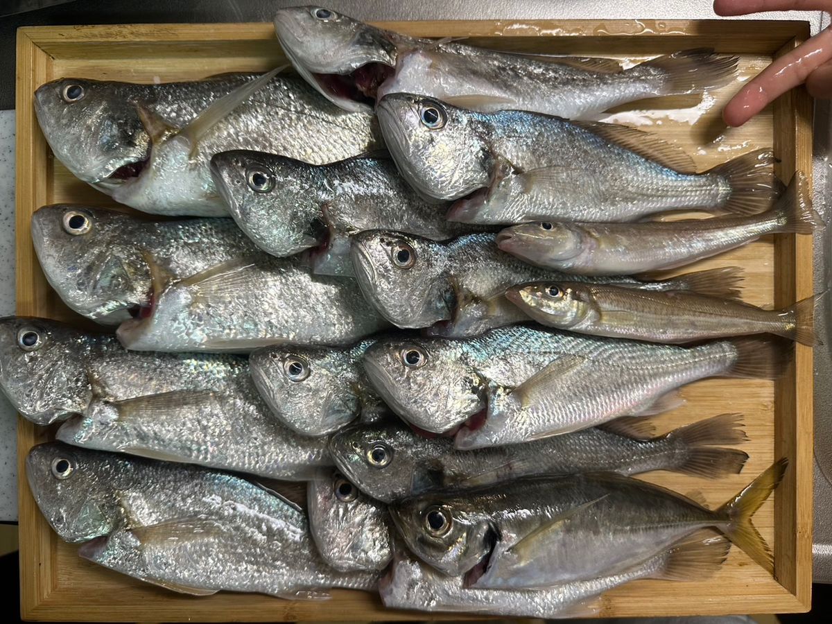 来夢🍋‍🟩さんの釣果 3枚目の画像