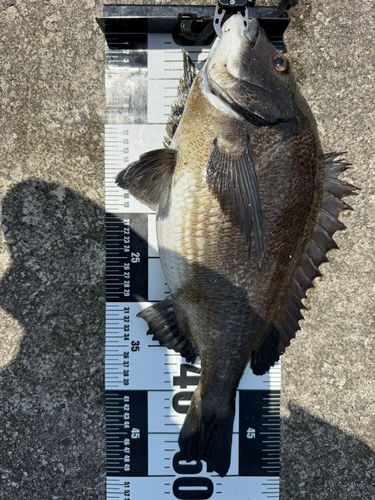 千葉港中央埠頭