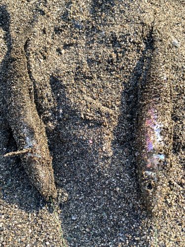 シロギスの釣果