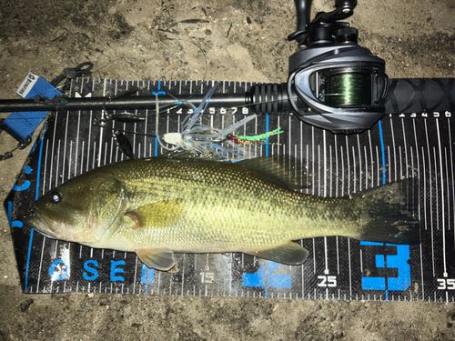 ブラックバスの釣果