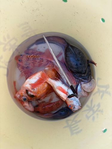 アカムツの釣果