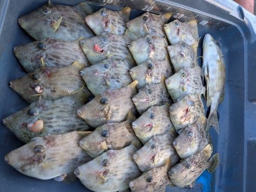 カワハギの釣果