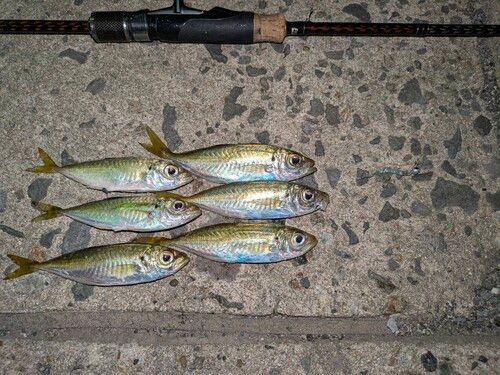 アジの釣果