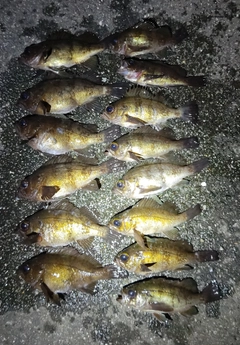 シロメバルの釣果