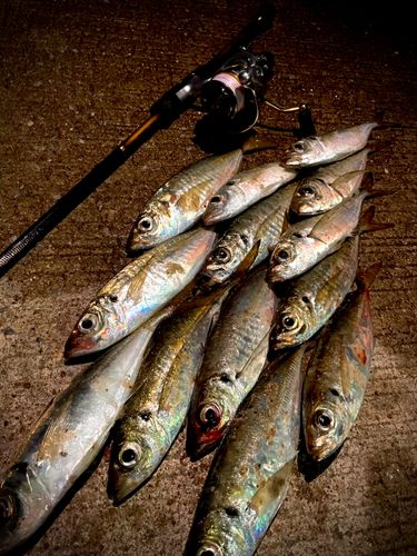 アジの釣果