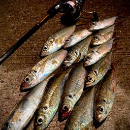 博多湾の釣果・釣り場情報【2025年最新】 - アングラーズ | 釣果600万