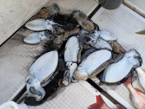 イカの釣果