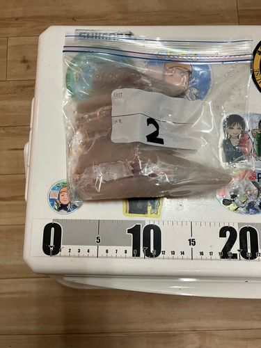 ショウサイフグの釣果