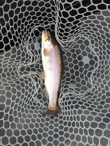 ニジマスの釣果