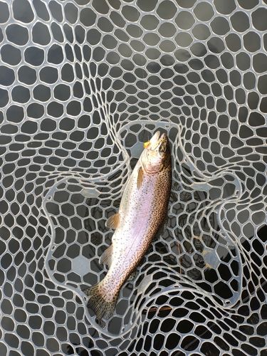 ニジマスの釣果