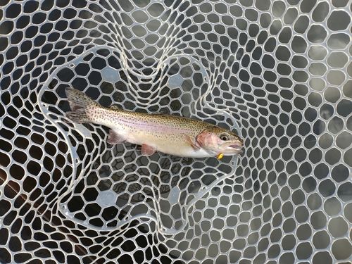 ニジマスの釣果