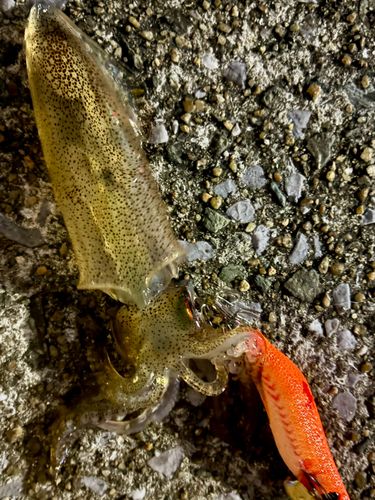 ヒイカの釣果