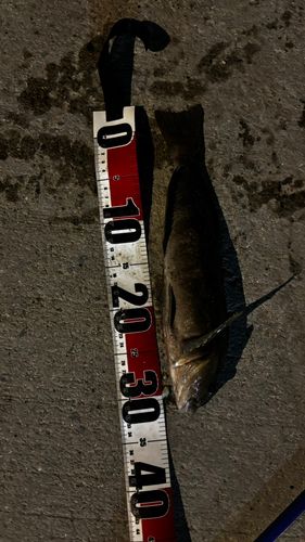 青函フェリー函館ターミナル