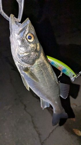 セイゴ（マルスズキ）の釣果