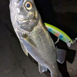 セイゴ（マルスズキ）