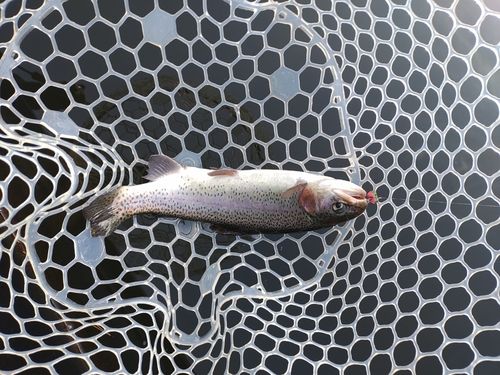 ニジマスの釣果