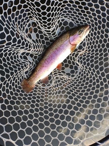 ニジマスの釣果