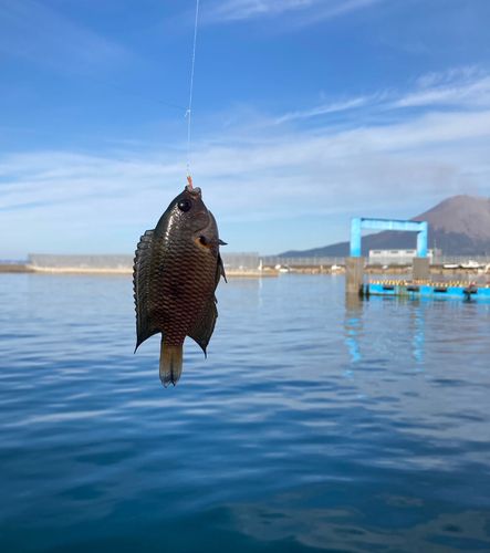 スズメダイの釣果