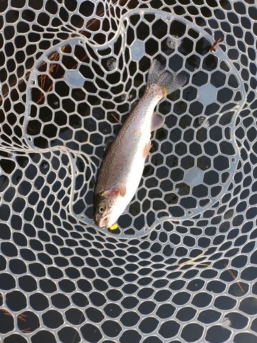 ニジマスの釣果