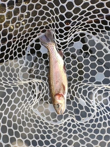 ニジマスの釣果