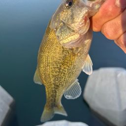 ラージマウスバス