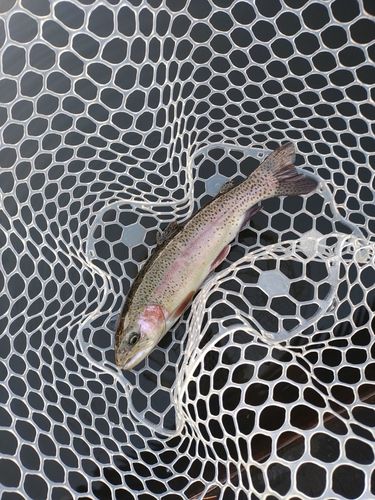 ニジマスの釣果