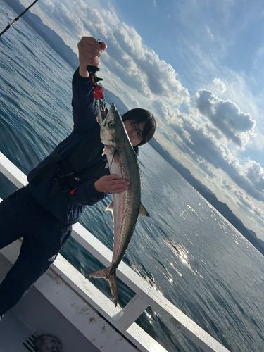 サワラの釣果