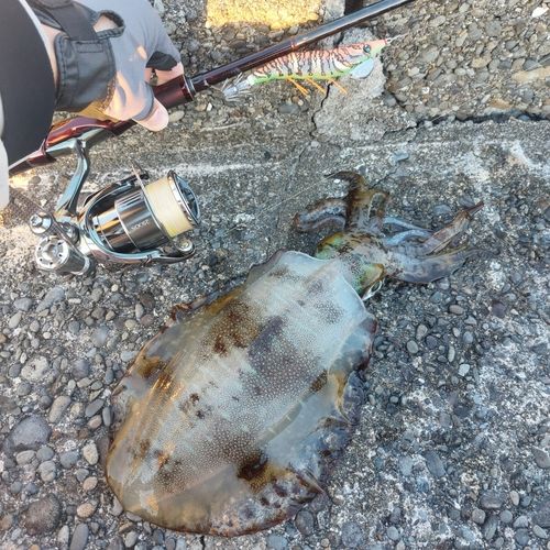アオリイカの釣果