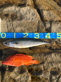 ゴマサバの釣果