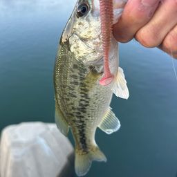 ラージマウスバス