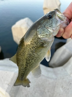 ラージマウスバスの釣果