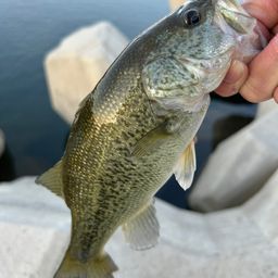 ラージマウスバス