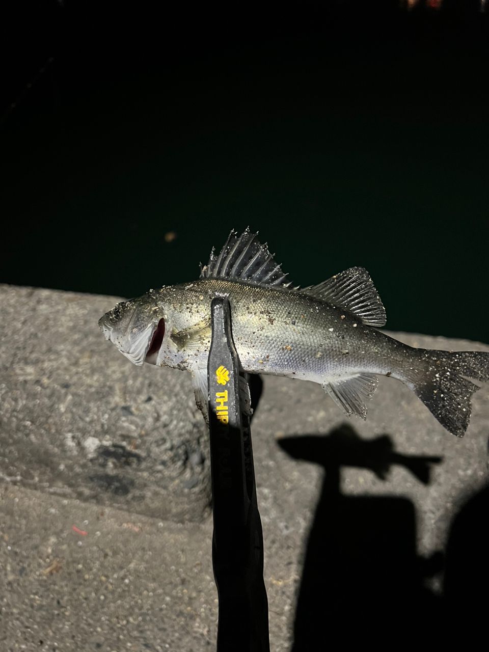 セイゴ（マルスズキ）