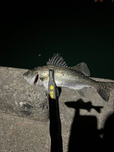 セイゴ（マルスズキ）の釣果