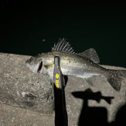 セイゴ（マルスズキ）