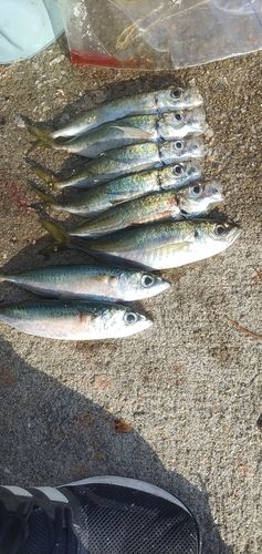 アジの釣果