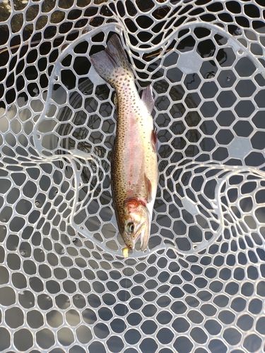 ニジマスの釣果