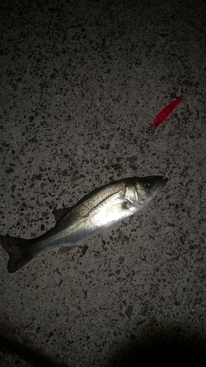 セイゴ（ヒラスズキ）