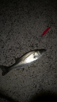 セイゴ（ヒラスズキ）の釣果