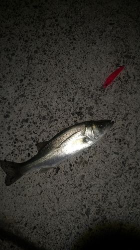 セイゴ（ヒラスズキ）の釣果