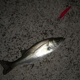 セイゴ（ヒラスズキ）