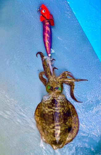 アオリイカの釣果