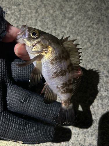 メバルの釣果
