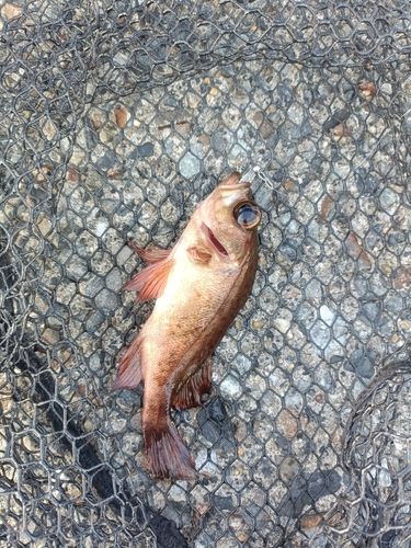 アカメバルの釣果