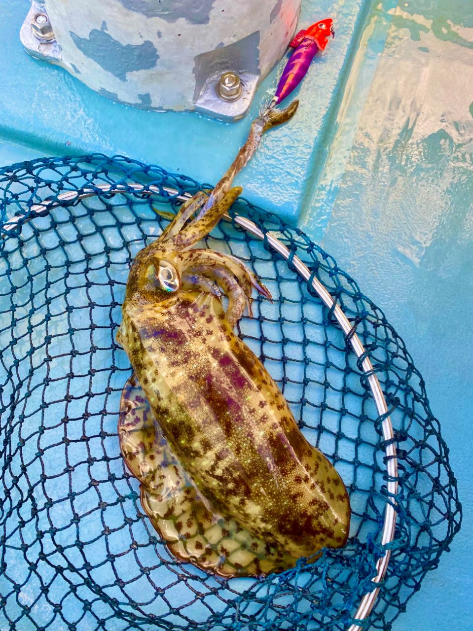 オトコマエさんの釣果 2枚目の画像