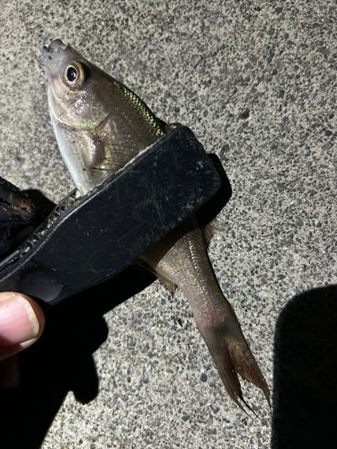 ウミタナゴの釣果