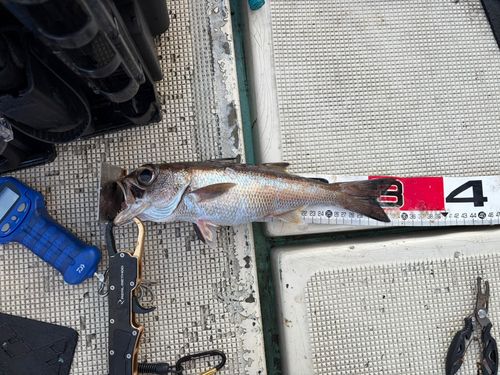 クロムツの釣果