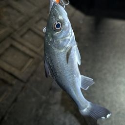 セイゴ（マルスズキ）